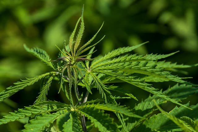 Cómo se hace el gel de cáñamo